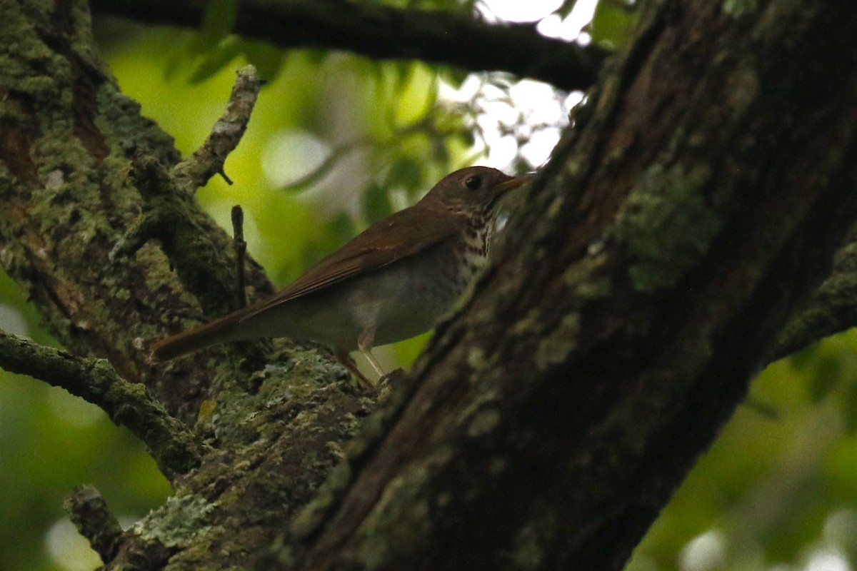 Bicknell's Thrush - ML619257170