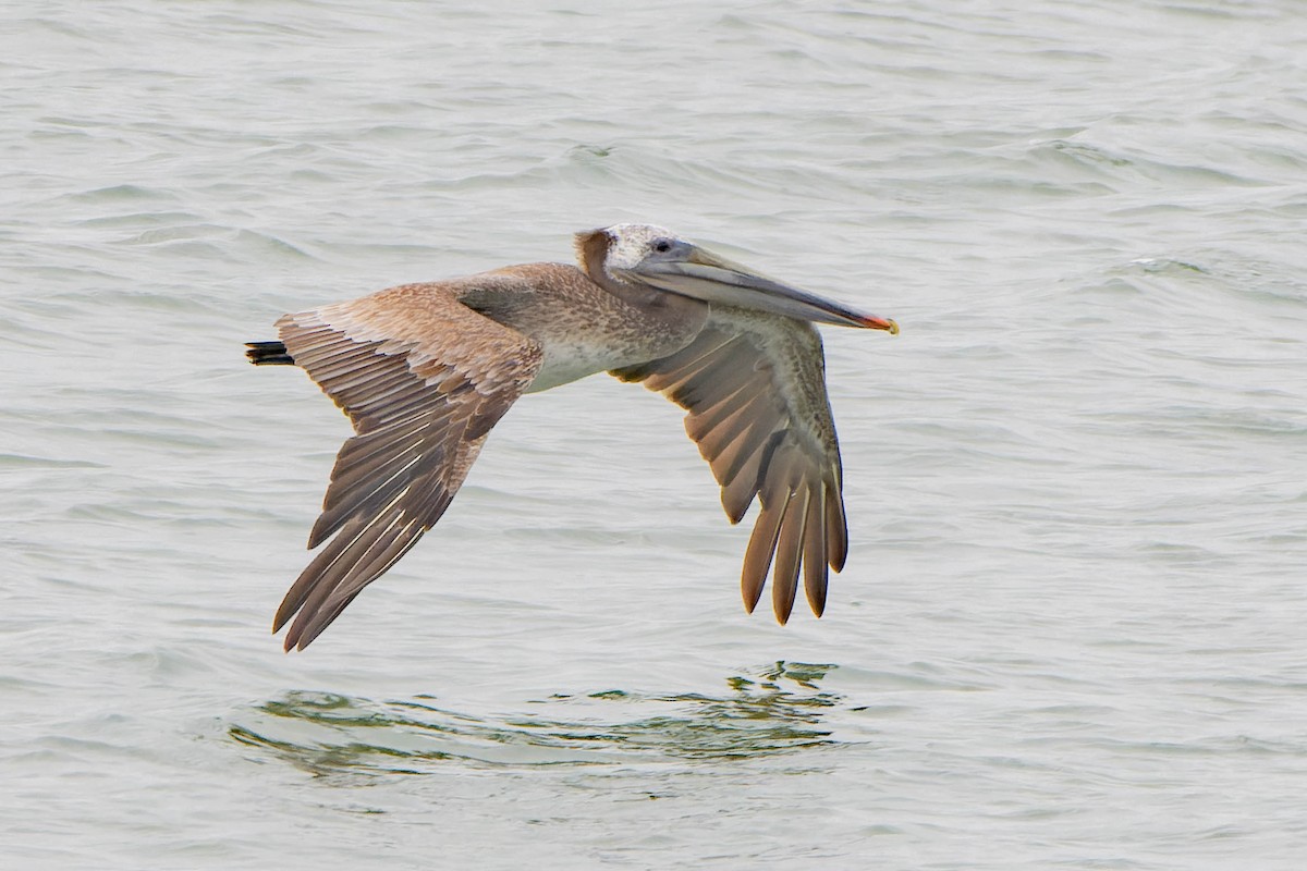 pelikán hnědý - ML619257209