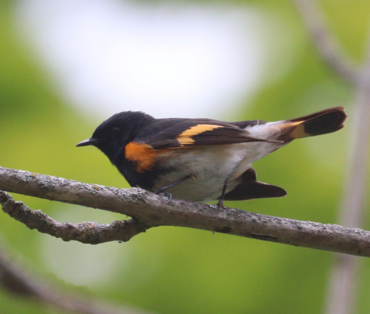 American Redstart - Hélène Crête