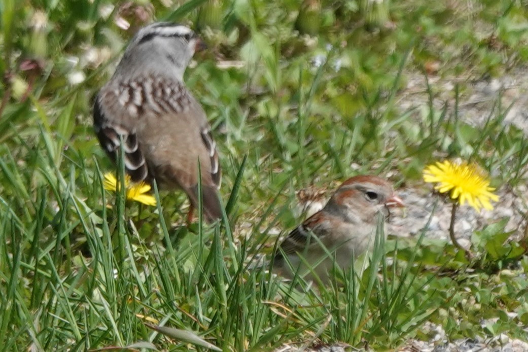 Field Sparrow - Daniel Ouellette