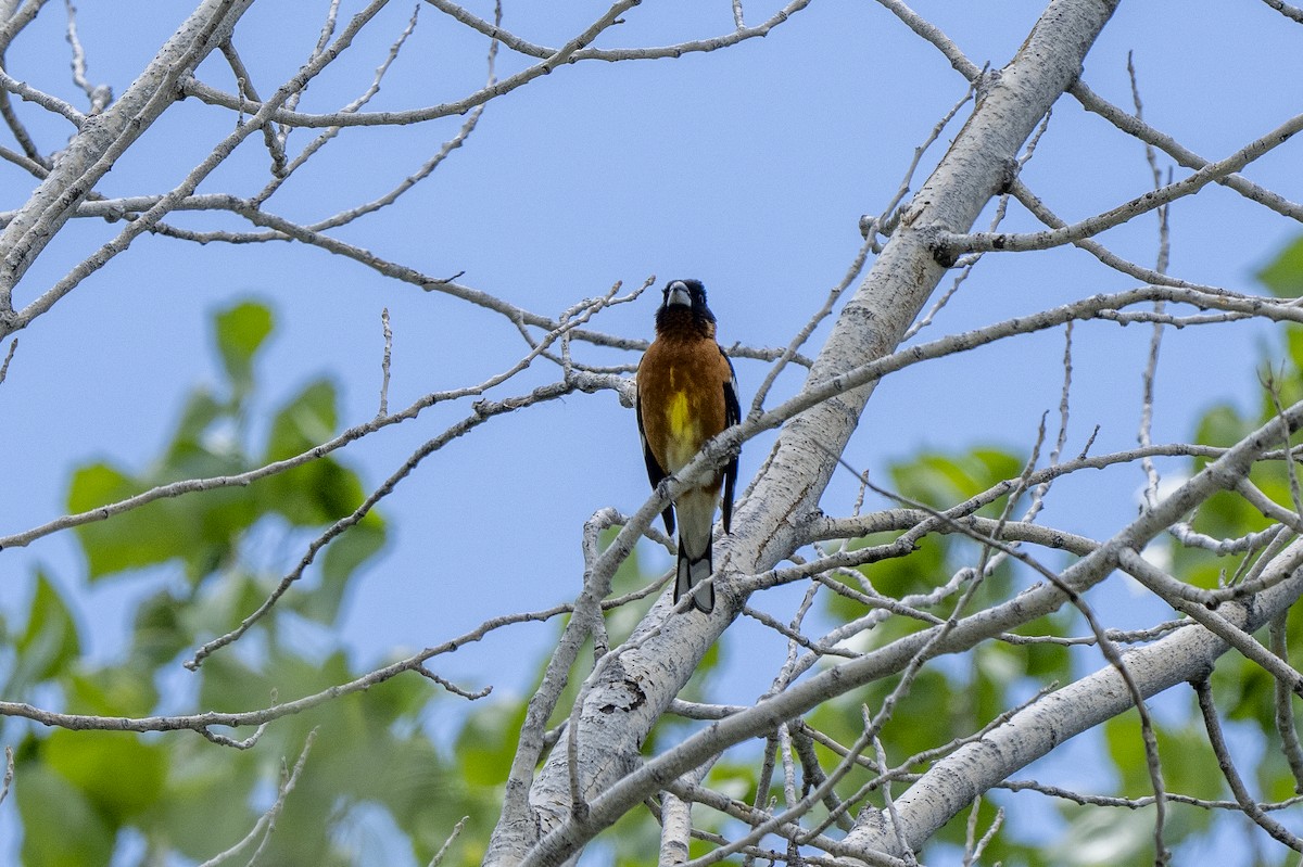 Black-headed Grosbeak - Steven Hunter