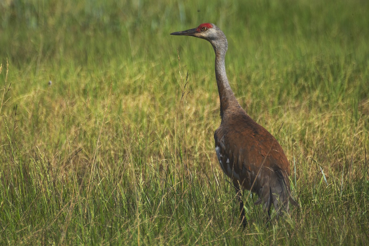 Grulla Canadiense - ML619257260