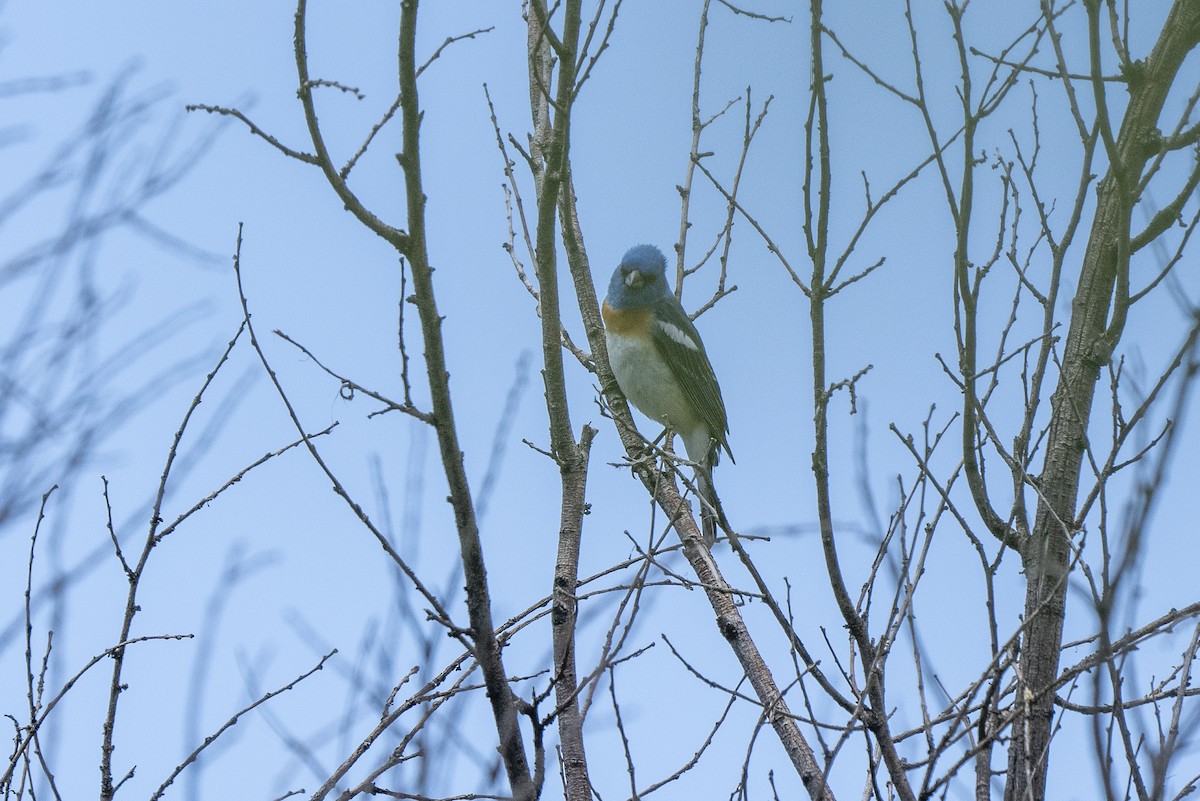 Lazuli Bunting - Steven Hunter