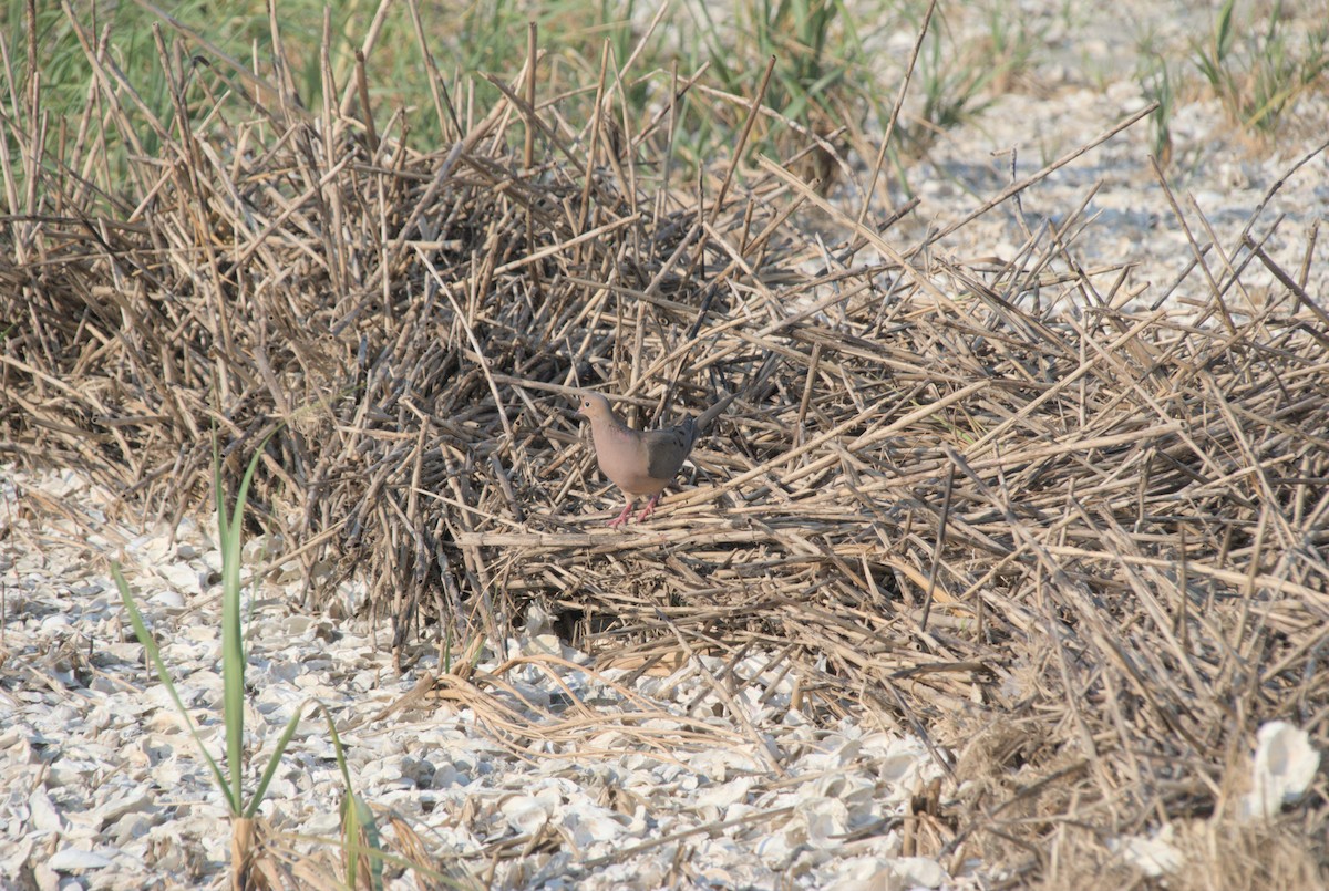 Mourning Dove - Erin Henson