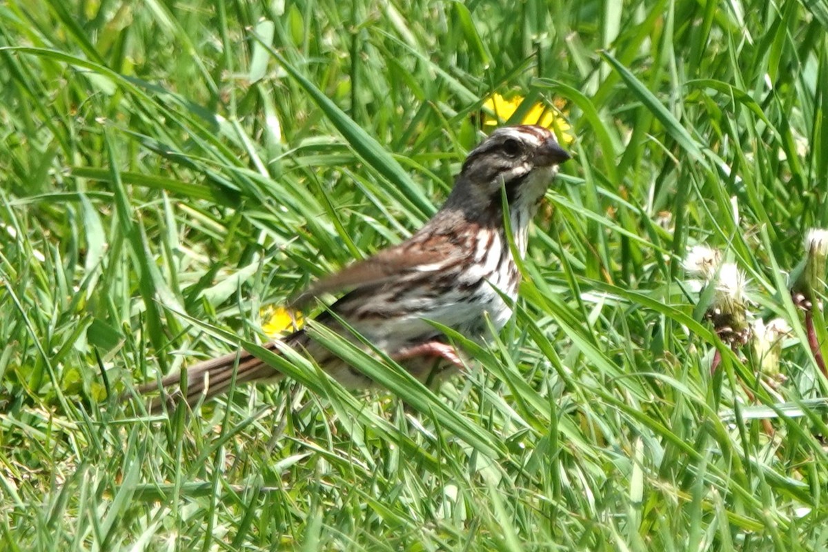 Song Sparrow - Daniel Ouellette