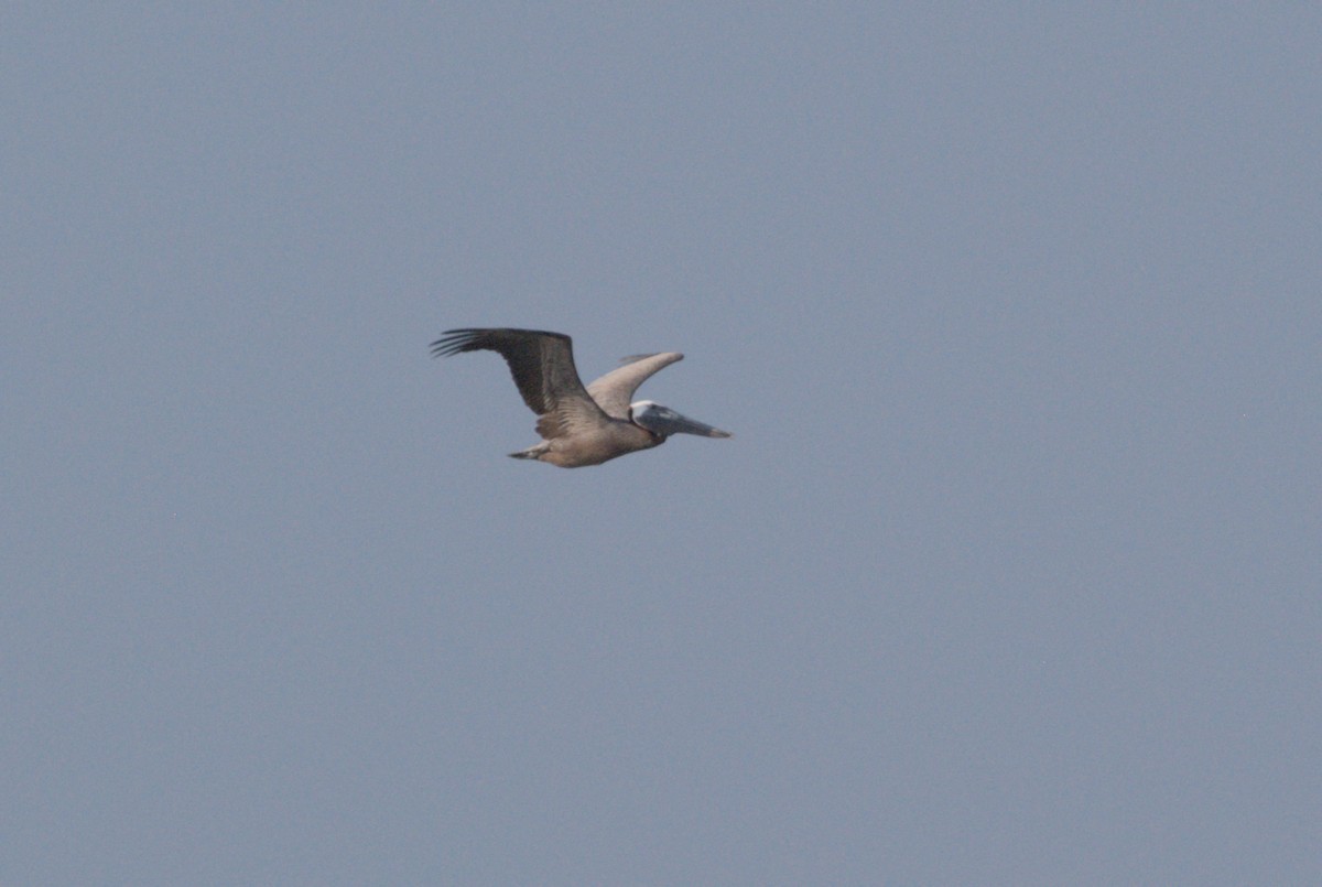 Brown Pelican - ML619257274