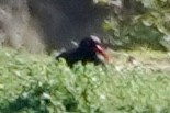 Black Oystercatcher - Kenneth Mamitsuka