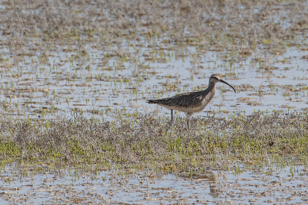 Regenbrachvogel - ML619257285