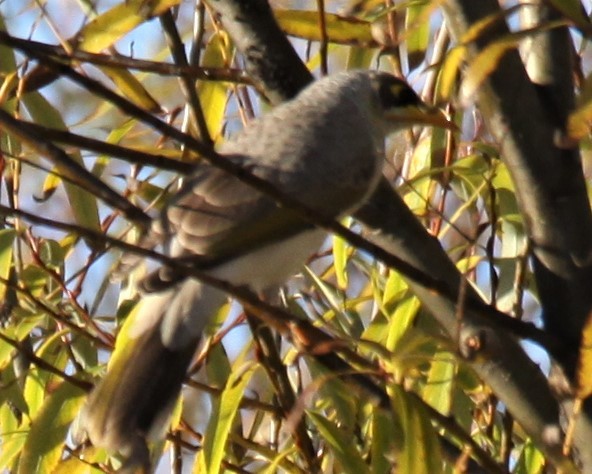 Yellow-throated Miner - Richard Shirky