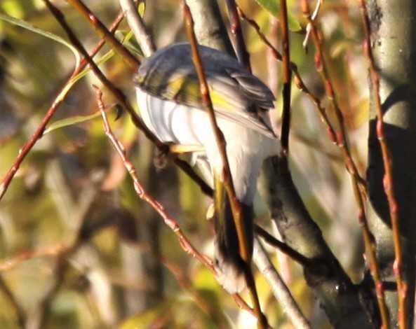 Yellow-throated Miner - Richard Shirky