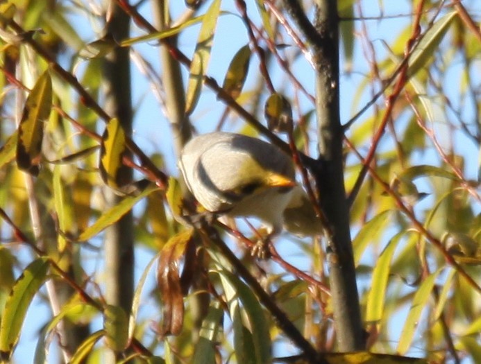 Yellow-throated Miner - Richard Shirky