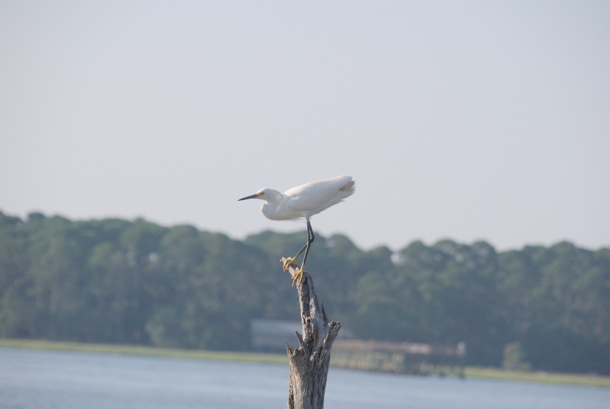 Snowy Egret - ML619257297