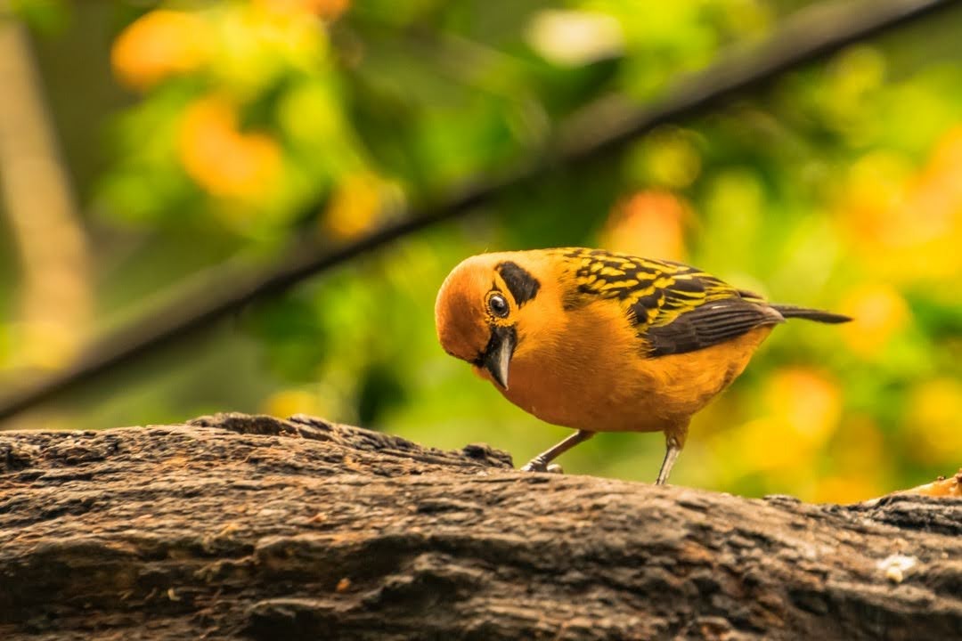 Golden Tanager - Juan Carlos Lopez Mejia