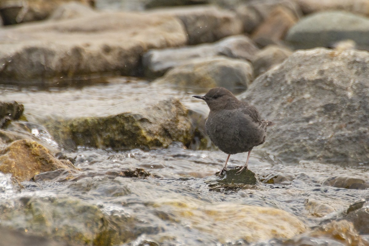 American Dipper - Steven Dammer