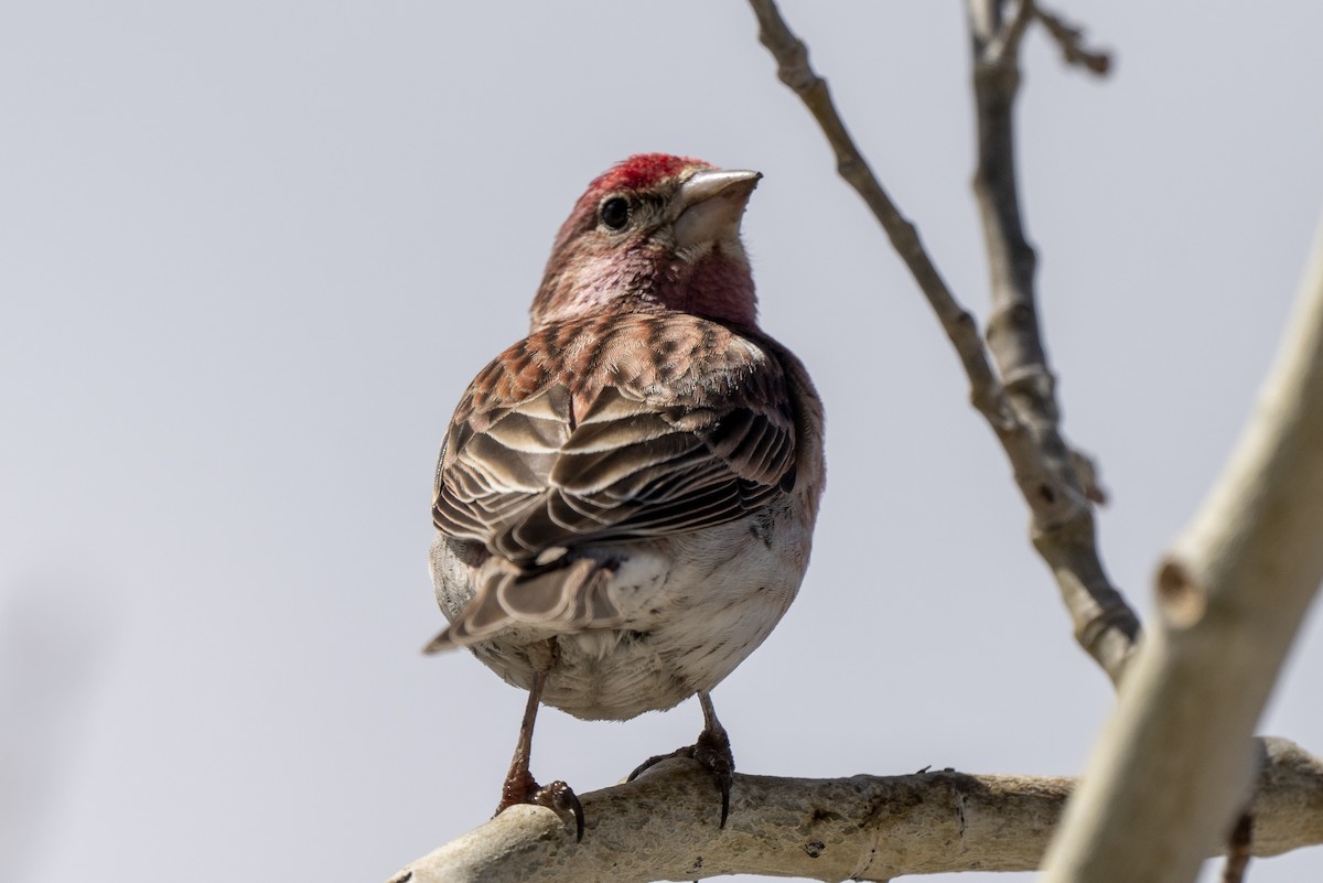 Cassin's Finch - ML619257325