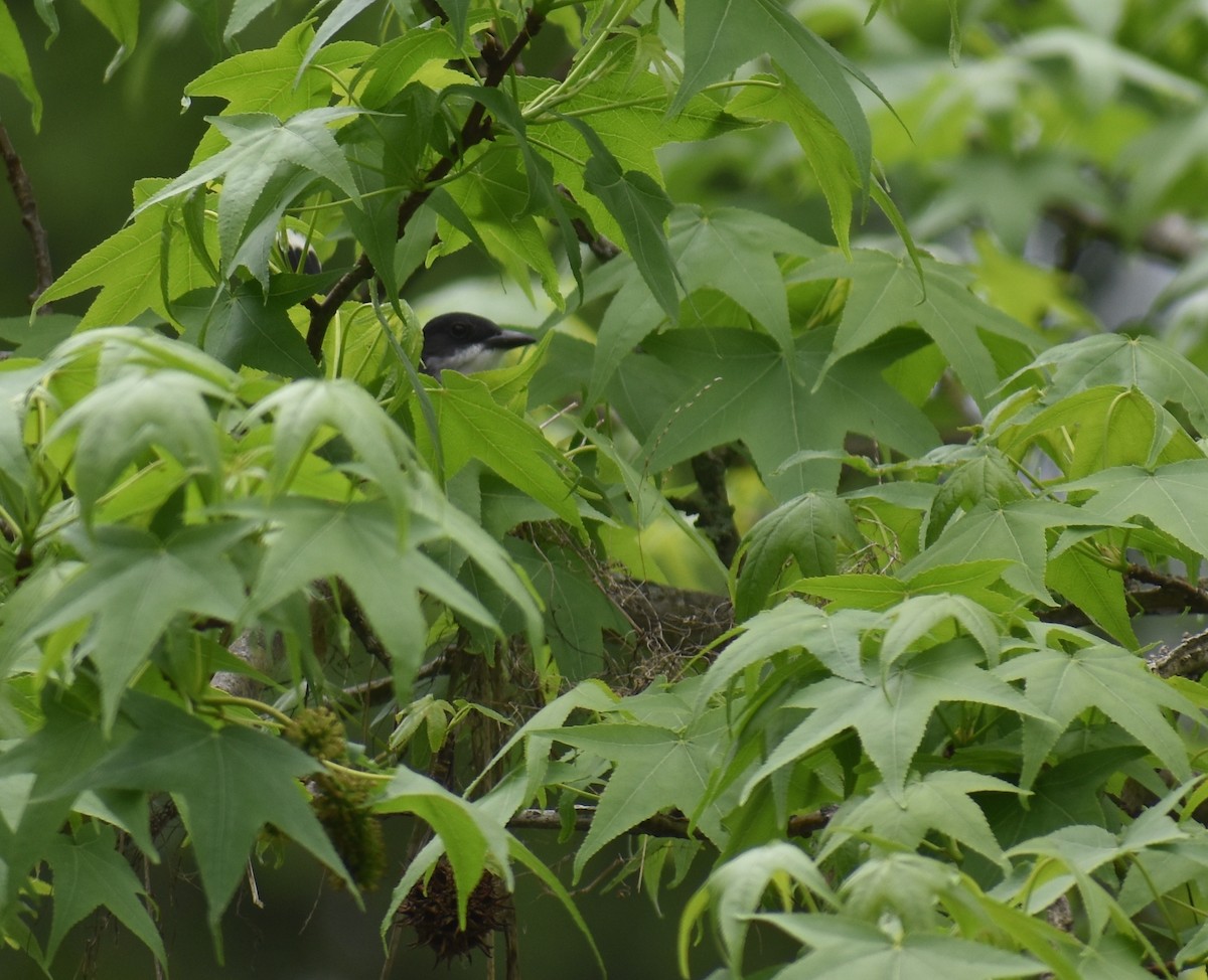 Eastern Kingbird - Sheryl Johnson