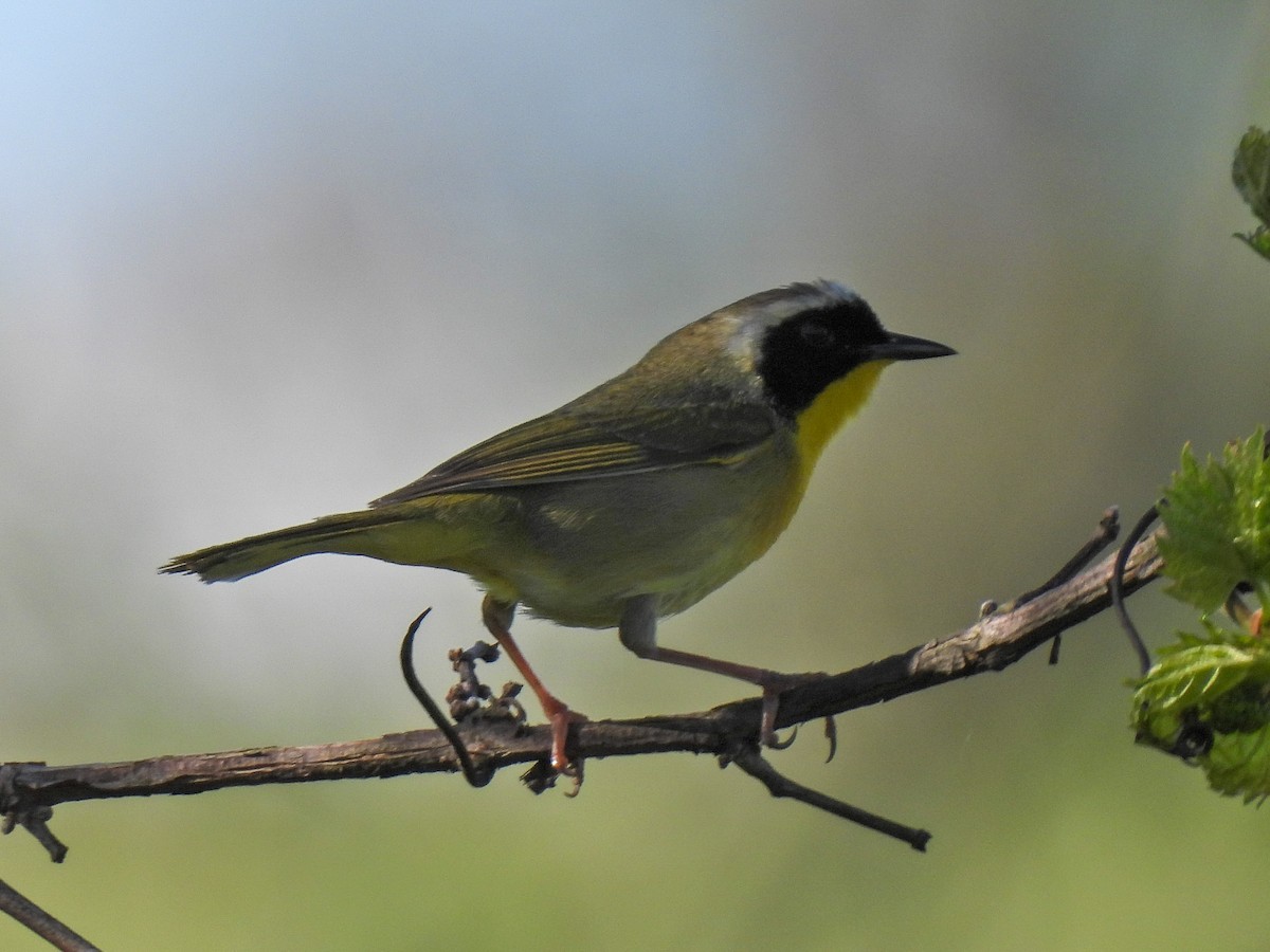 Common Yellowthroat - Chase Masters