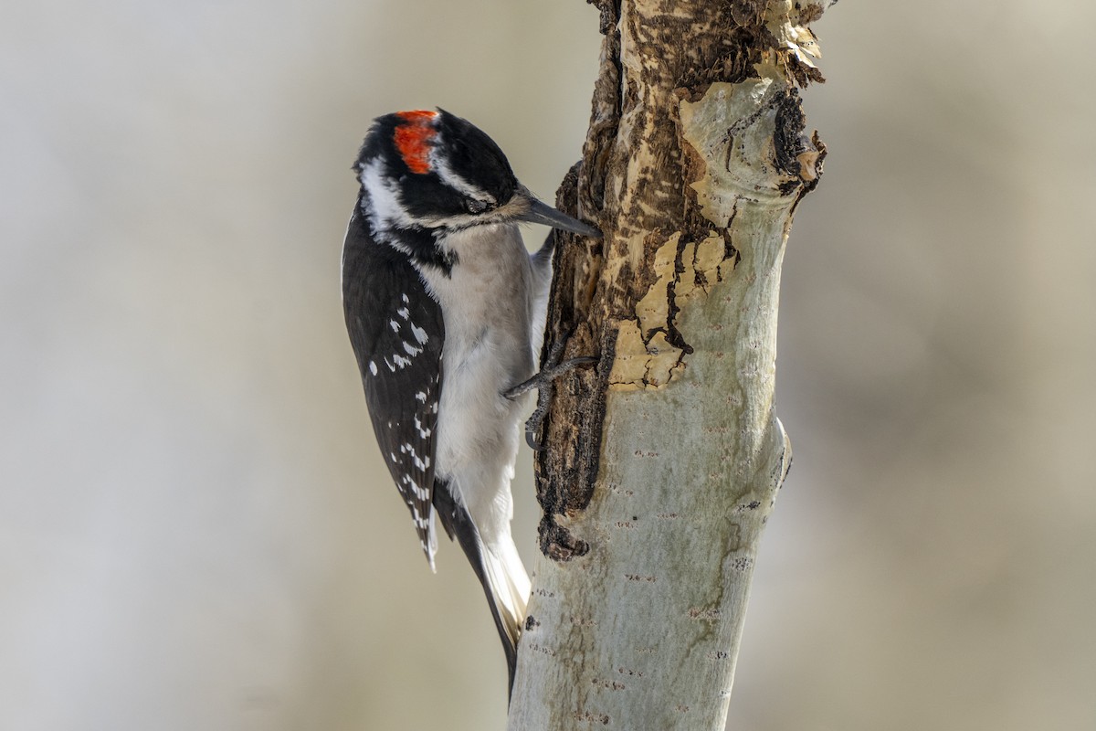 Hairy Woodpecker - Steven Hunter