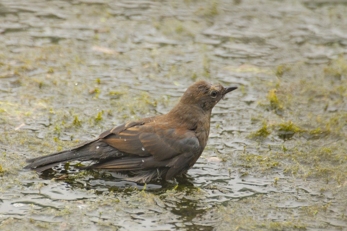 Rusty Blackbird - ML619257350