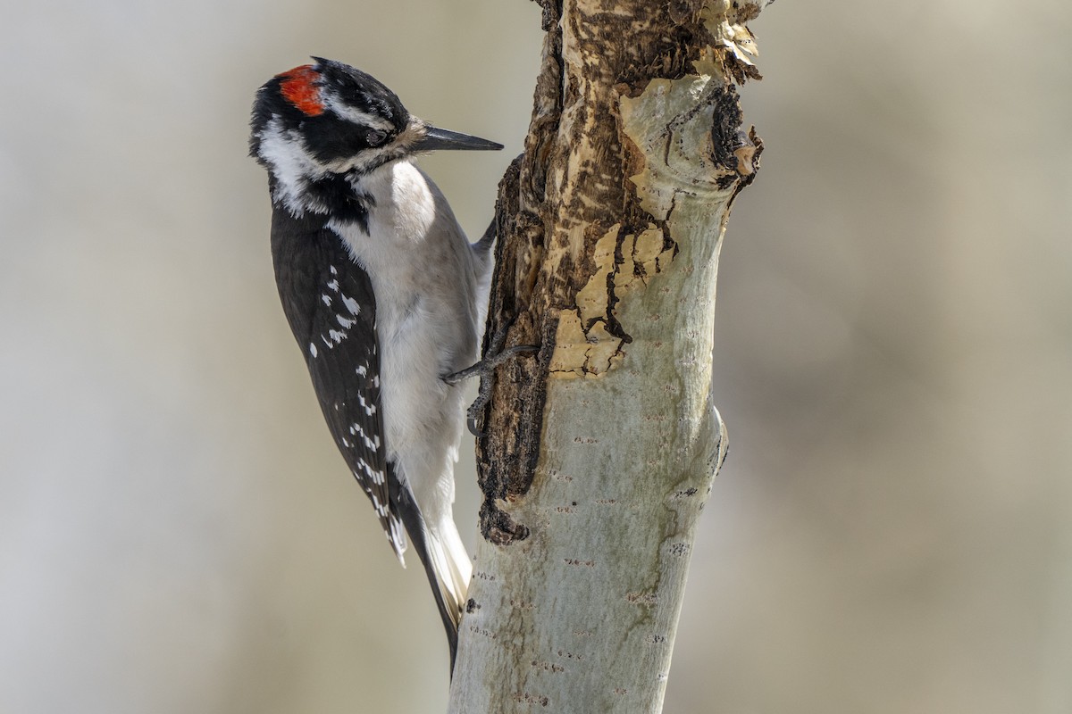 Hairy Woodpecker - ML619257354