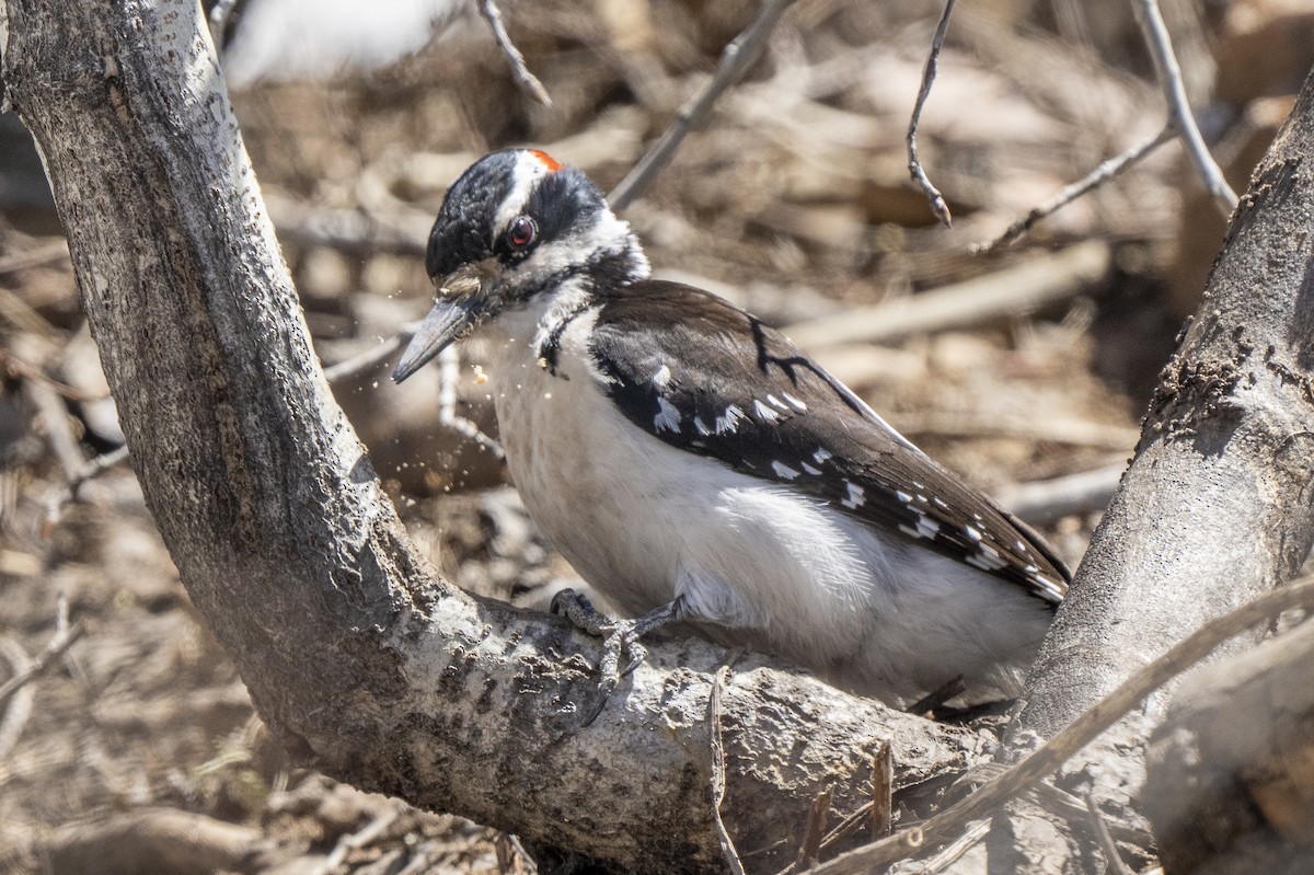 Hairy Woodpecker - ML619257364