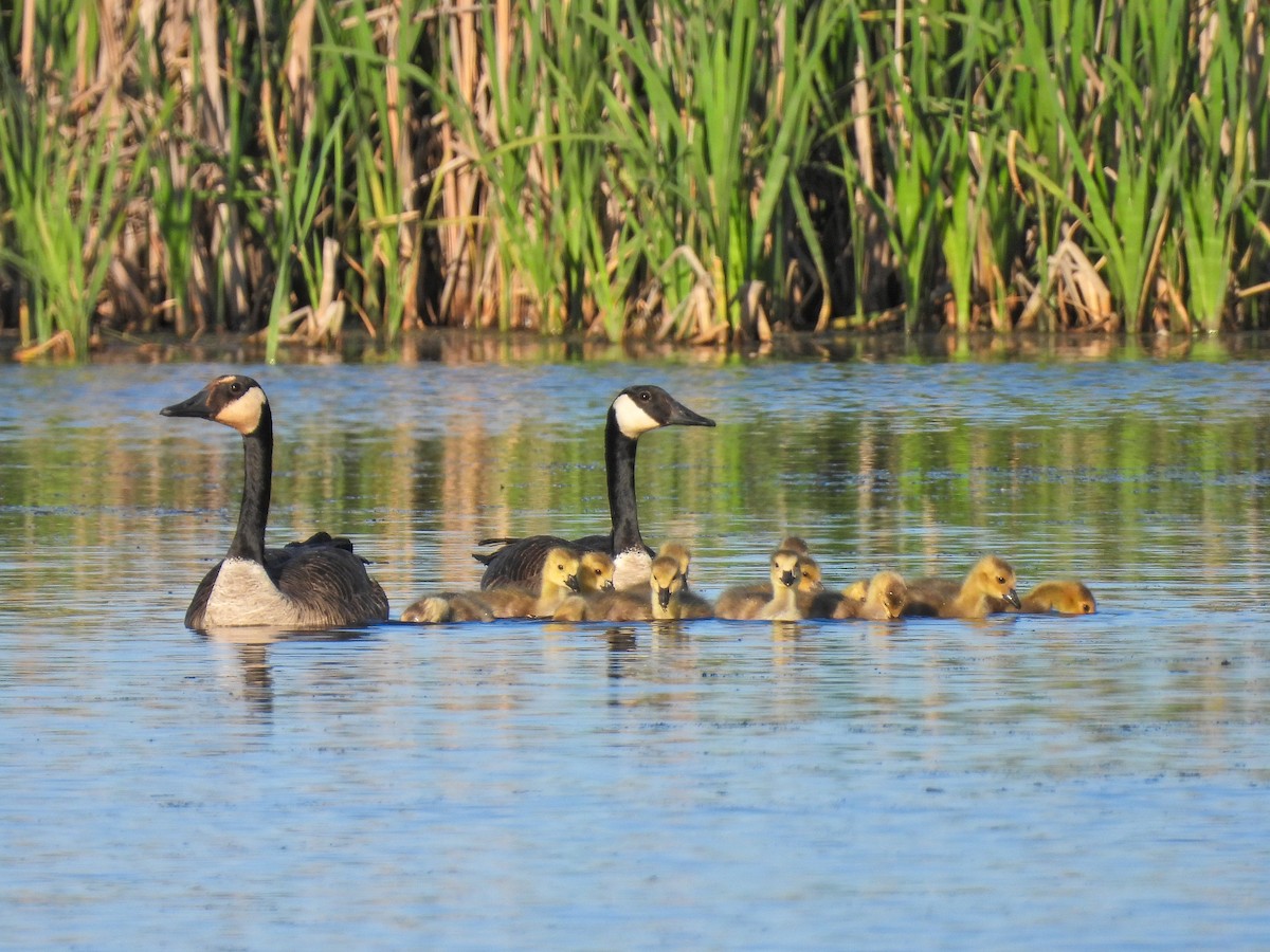 Canada Goose - Chase Masters