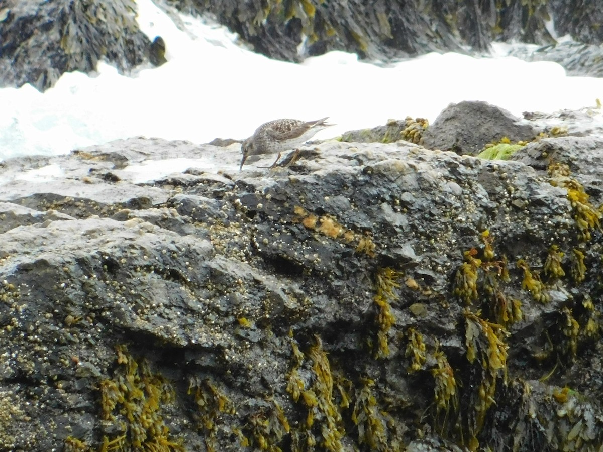 Purple Sandpiper - Luis Mendes