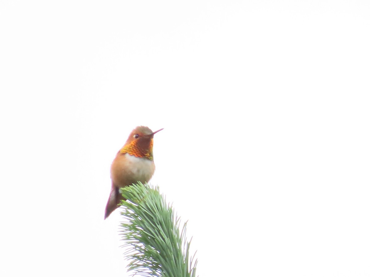 Rufous Hummingbird - Jenny Jones