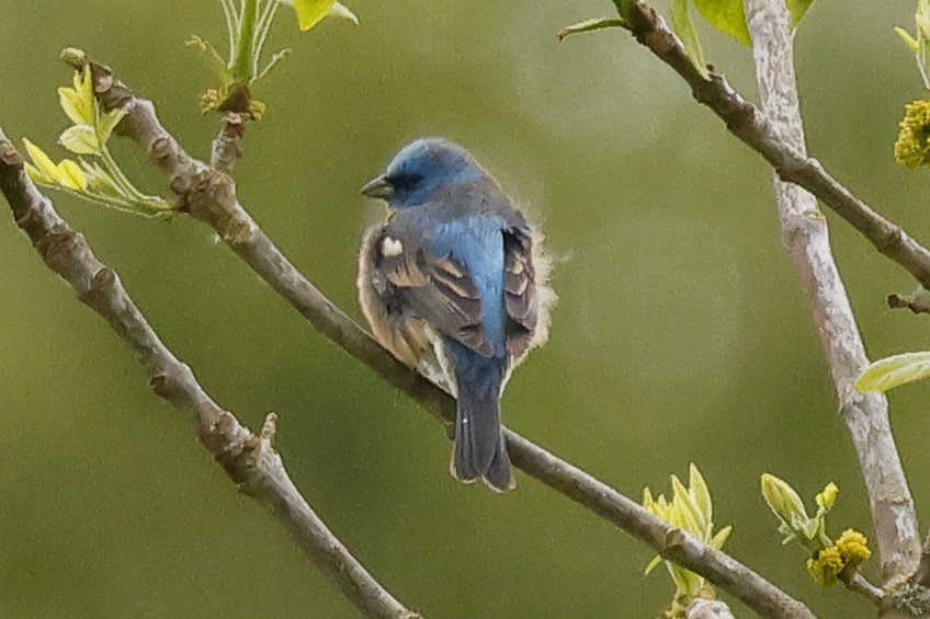 Lazuli Bunting - David Forinash