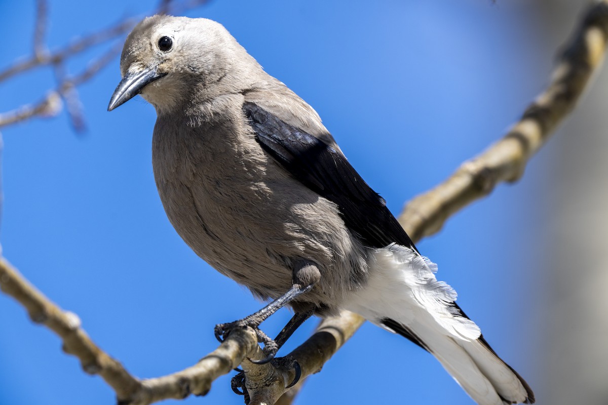 Clark's Nutcracker - ML619257390