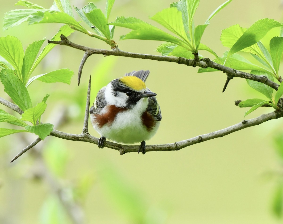 Chestnut-sided Warbler - Greg Hudson