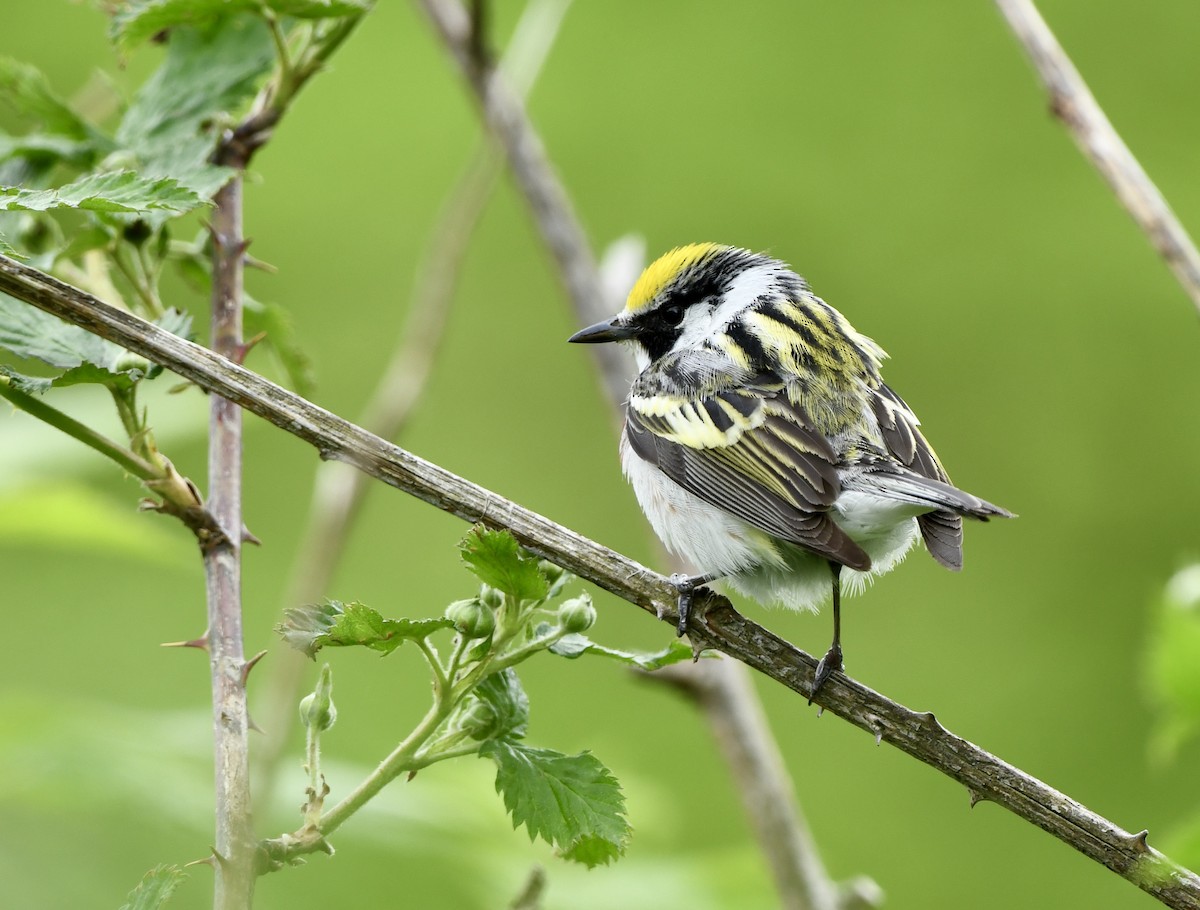 Chestnut-sided Warbler - Greg Hudson