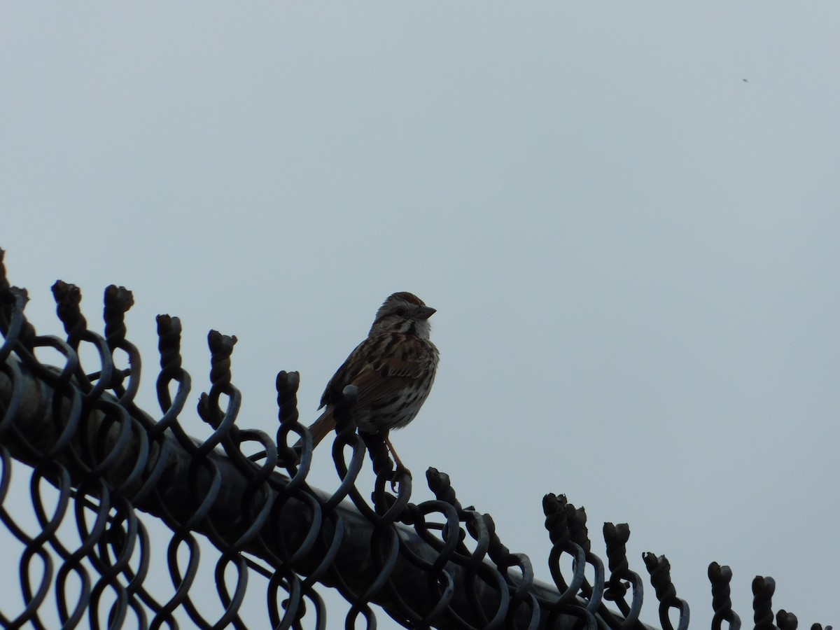 Song Sparrow - Luis Mendes