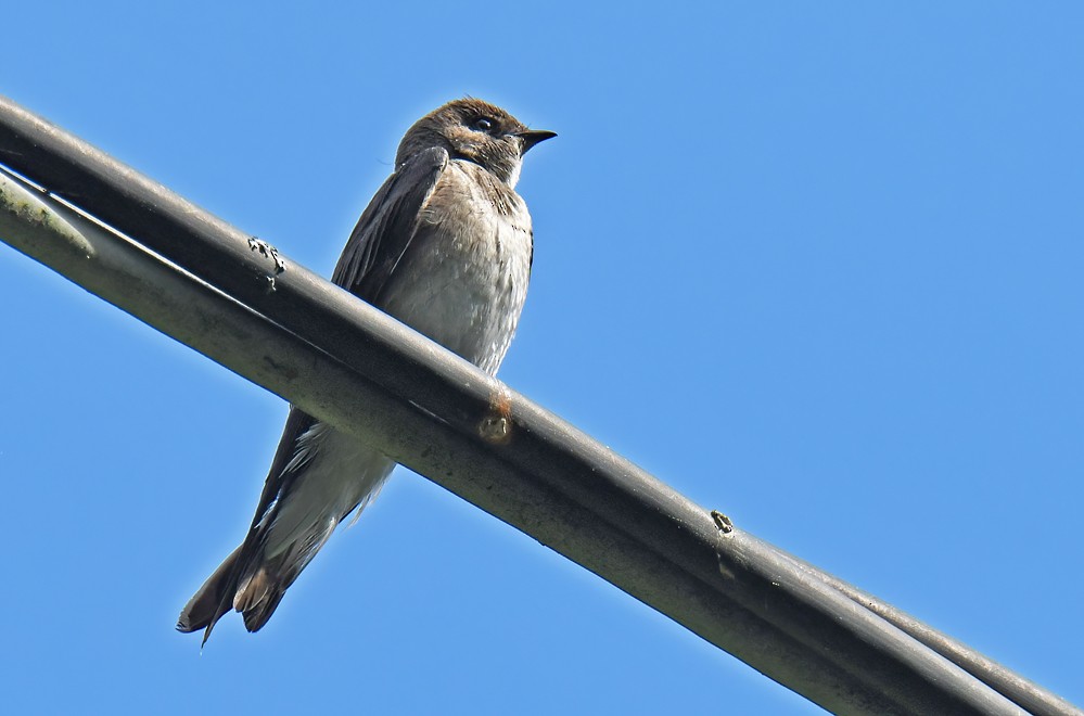 Northern Rough-winged Swallow - Dick Horsey