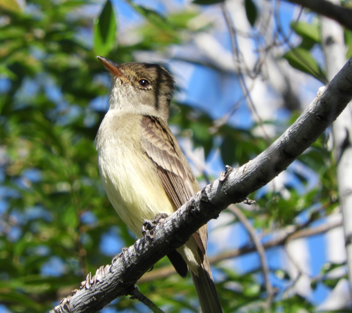 Willow Flycatcher - Becky Kitto