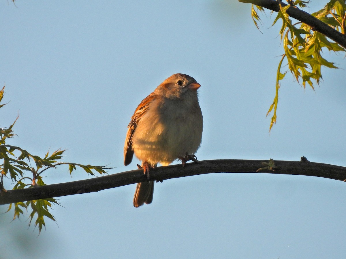 Field Sparrow - Chase Masters