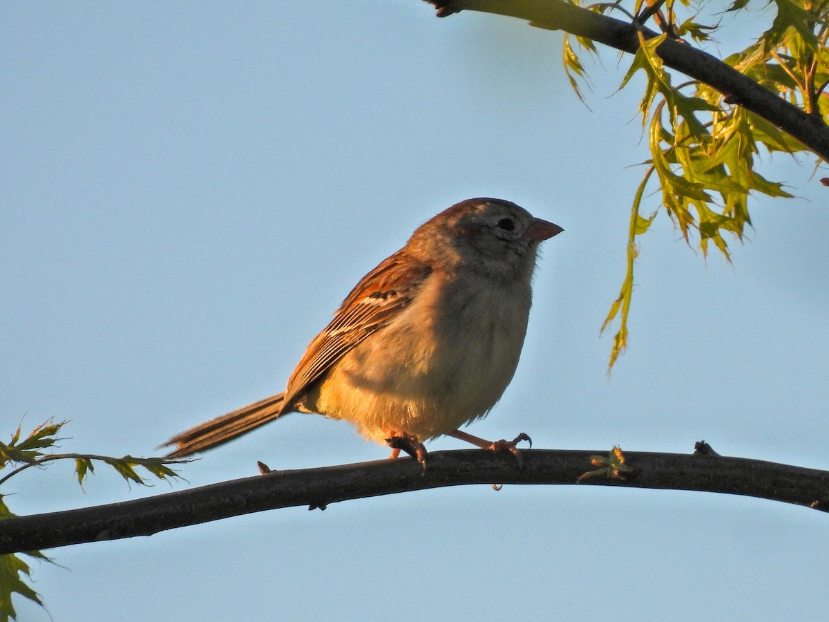 Field Sparrow - Chase Masters
