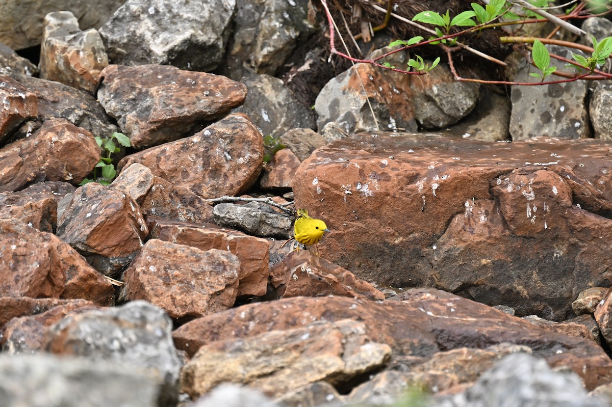 Yellow Warbler - france dallaire