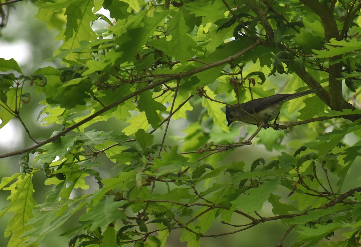 Tufted Titmouse - Sheryl Johnson