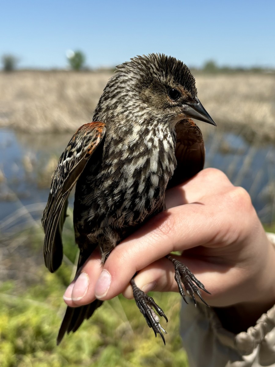 Red-winged Blackbird - Janae Radke