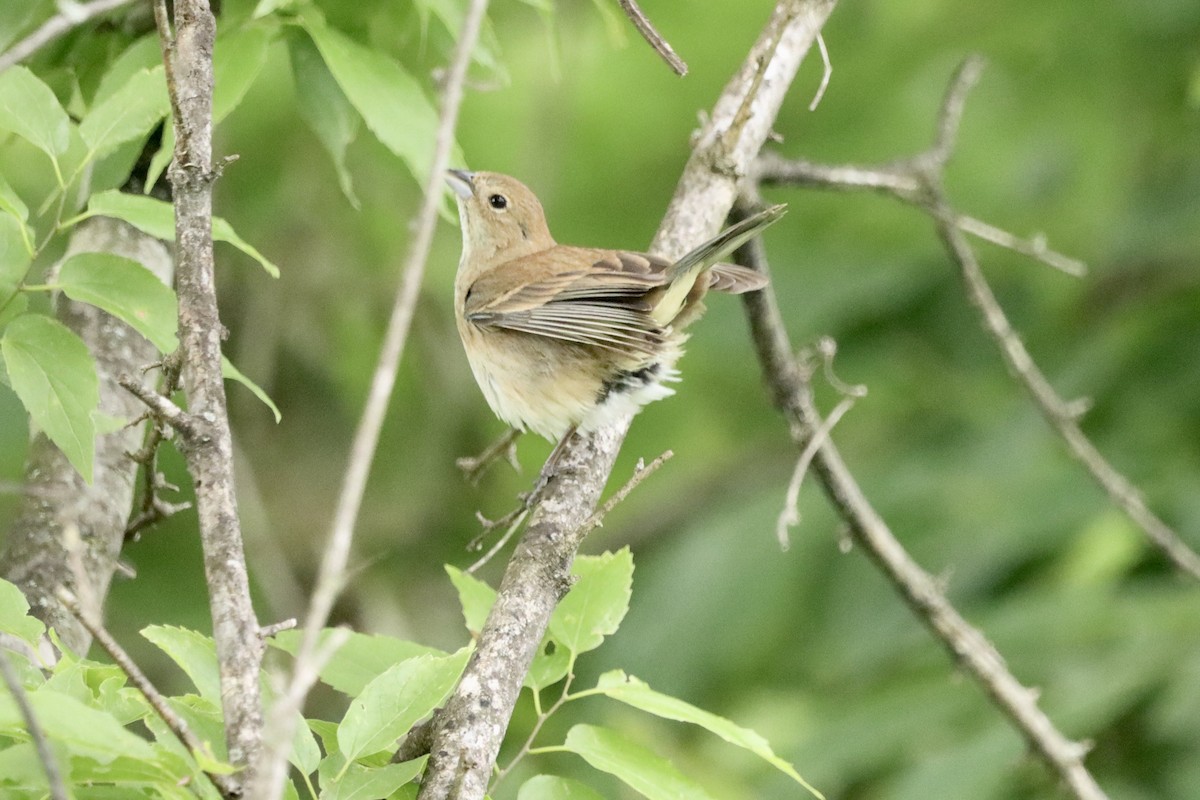 Indigo Bunting - Jo VerMulm