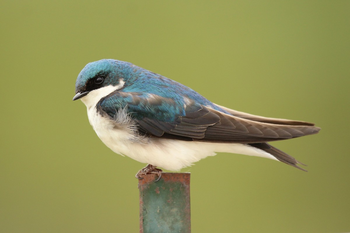 Tree Swallow - Ronnie Van Dommelen