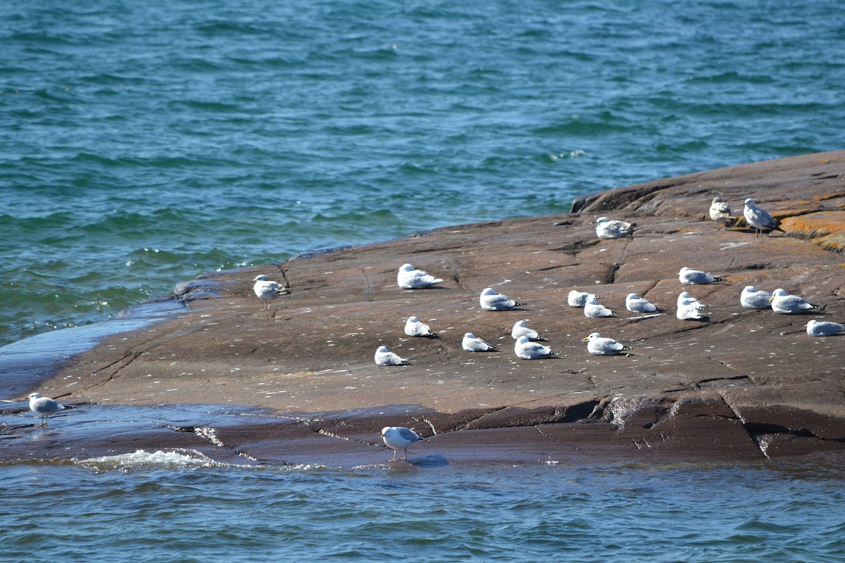 Glaucous Gull - Sarah Bonnett