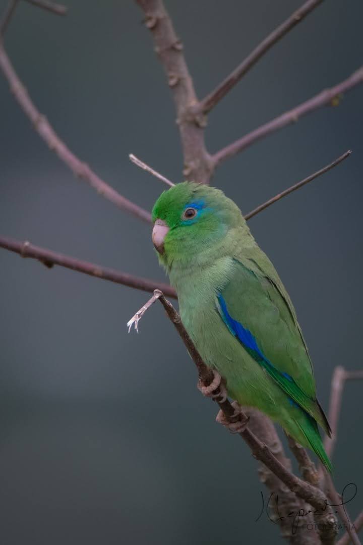 Spectacled Parrotlet - Juan Carlos Lopez Mejia