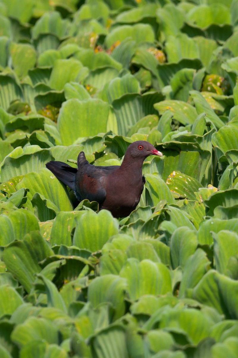 Pigeon à bec rouge - ML619257448