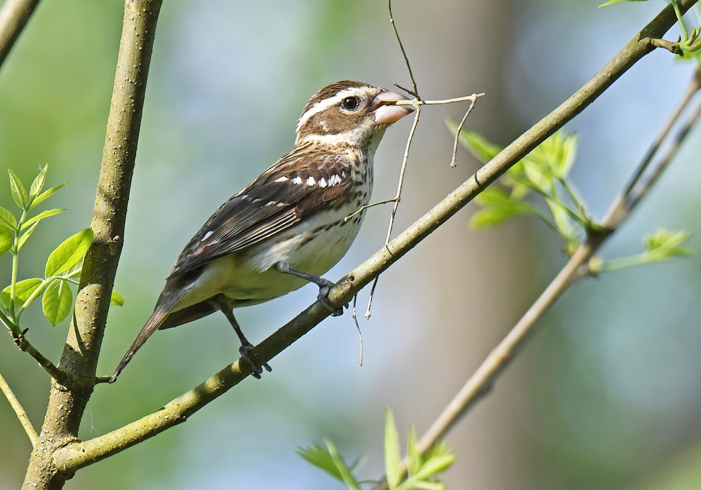 Rose-breasted Grosbeak - ML619257459