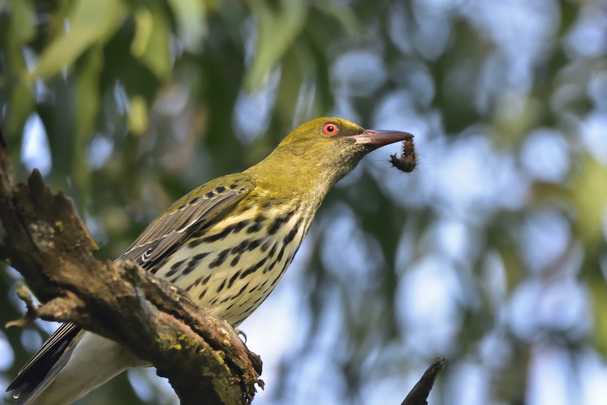 Olive-backed Oriole - Anthony Katon