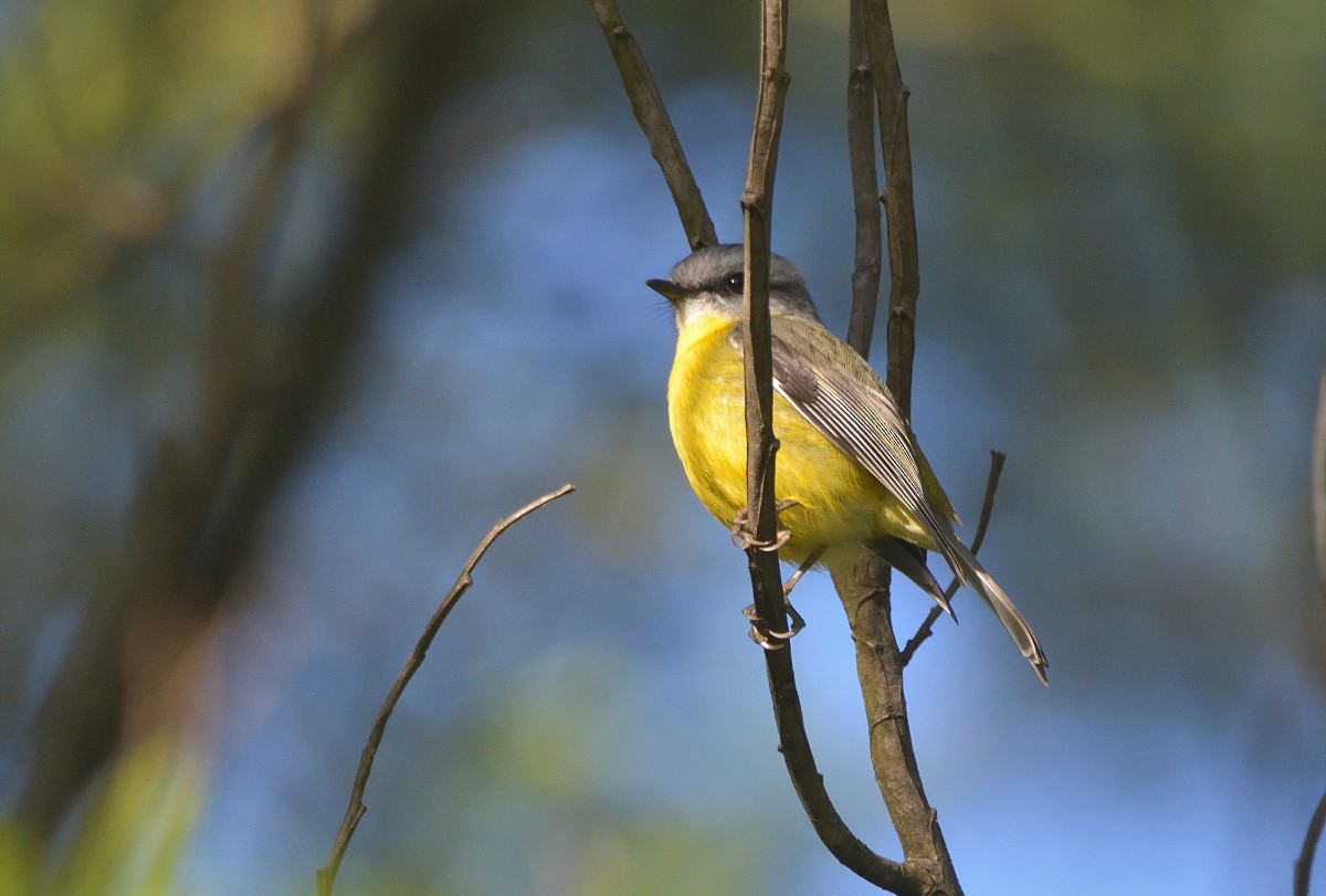 Miro à poitrine jaune - ML619257474