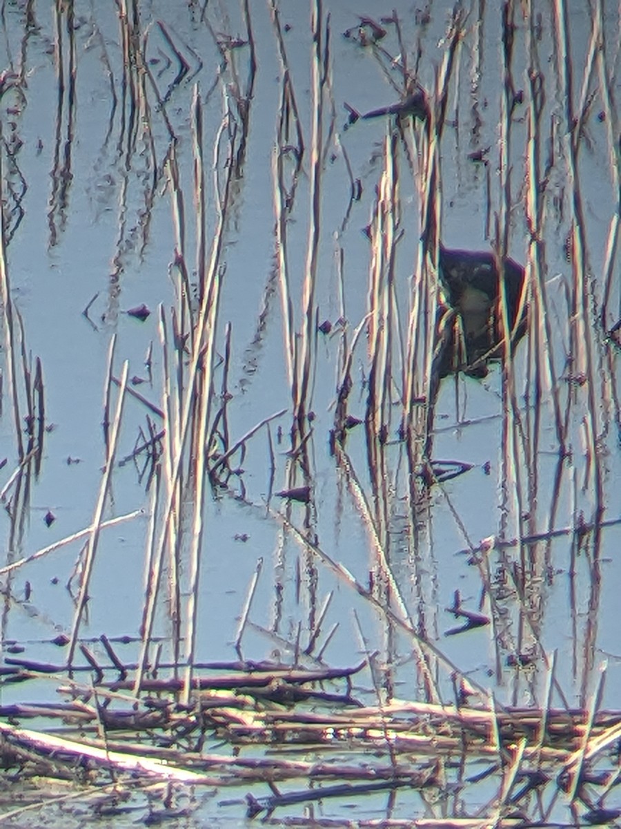 Tricolored Heron - Kiko Diaz