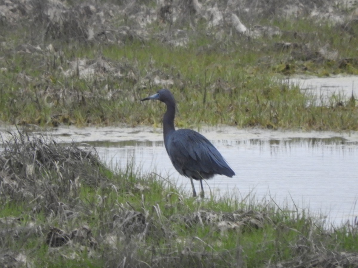 Little Blue Heron - ML619257495